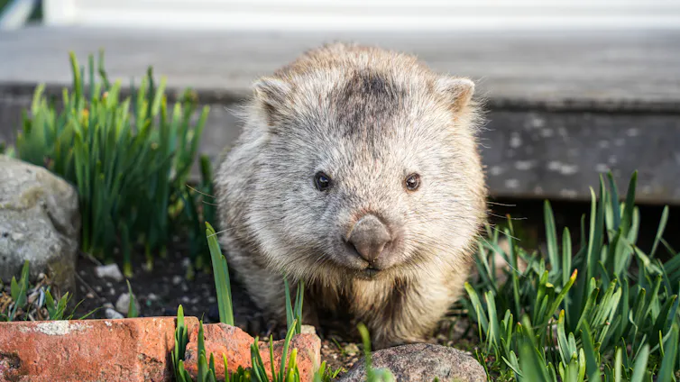 Close-up of a wombat walking away from the bottom of a house.