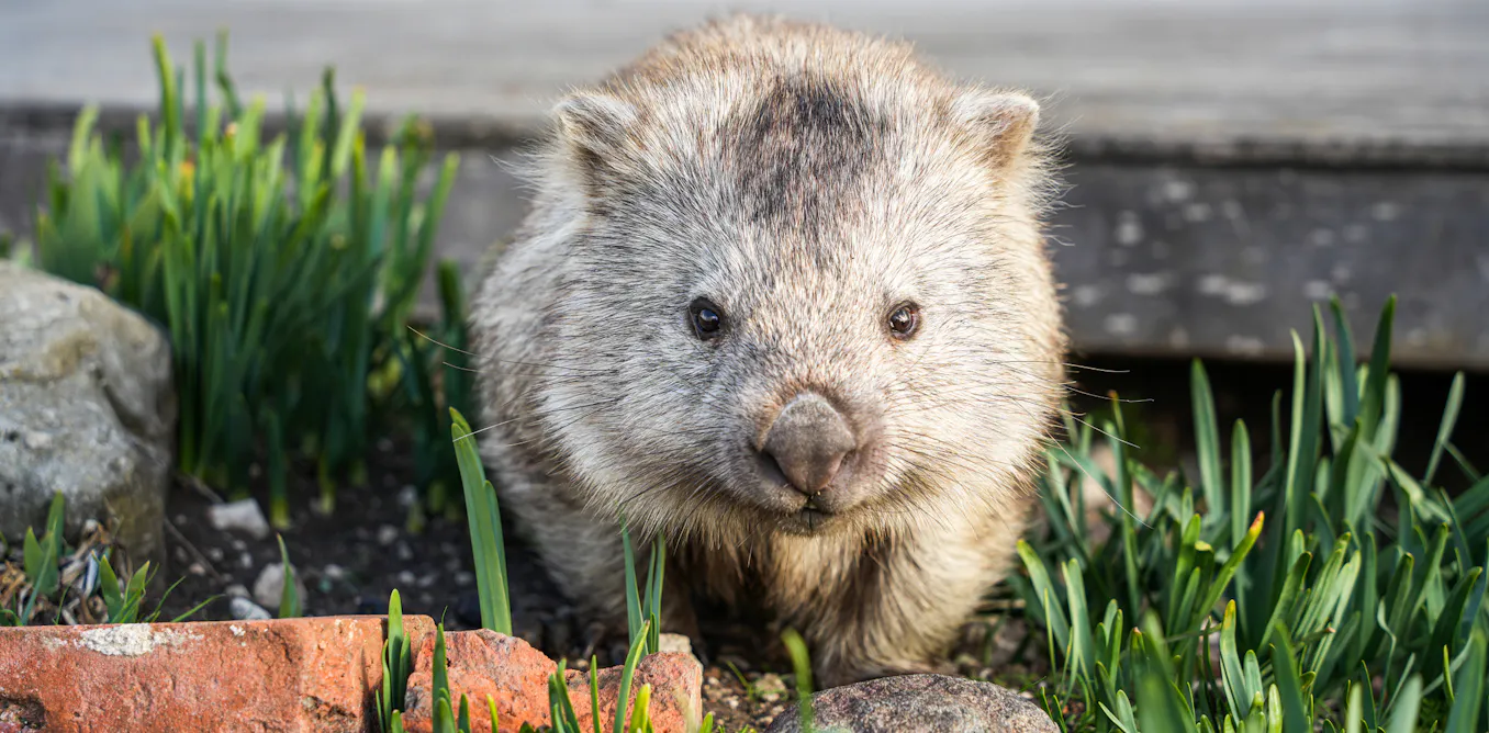 Your house may be a haven for wildlife. It’s time we design homes with nature in mind Your house may be a haven for wildlife. It’s time we design homes with nature in mind