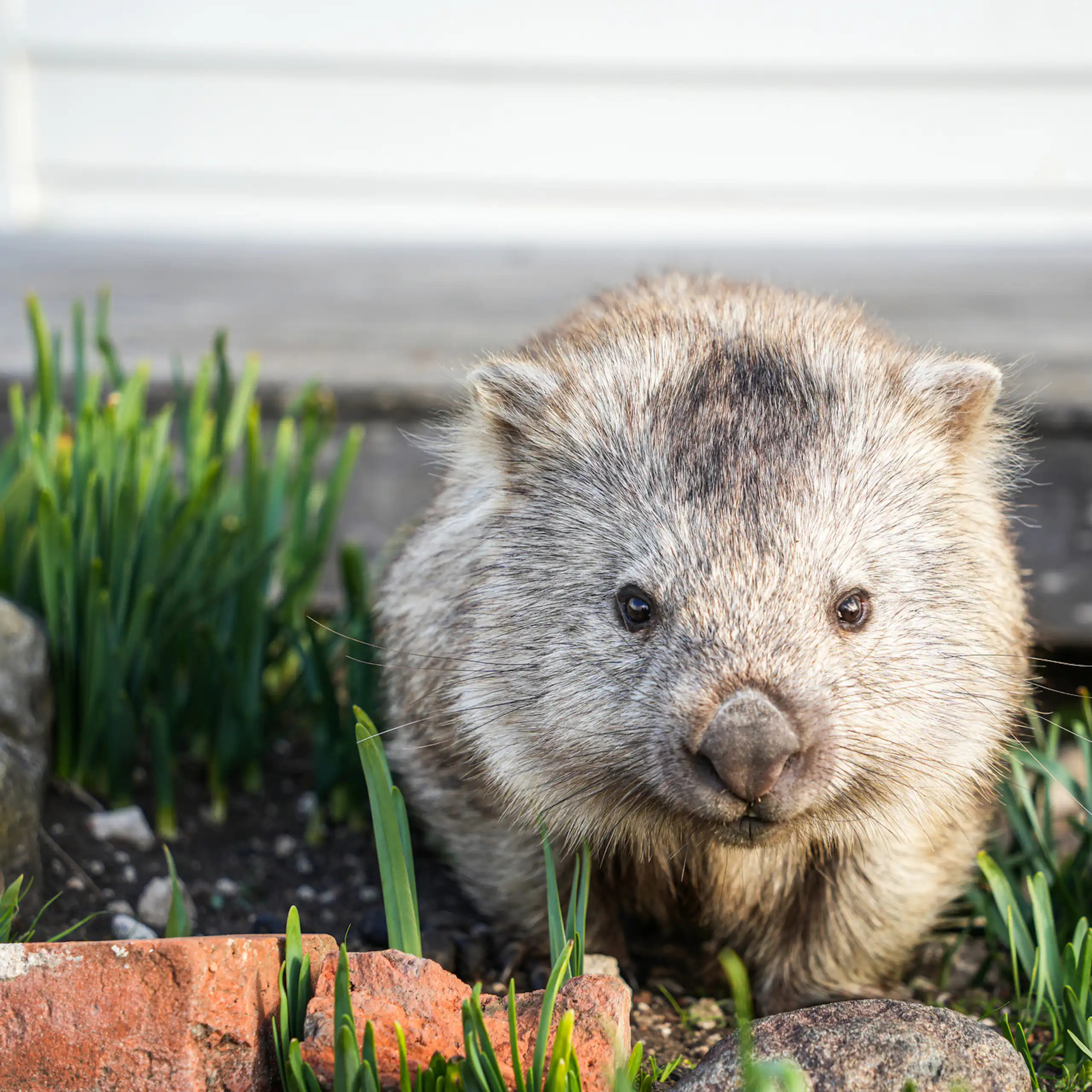Close-up of a wombat walking away from the bottom of a house.