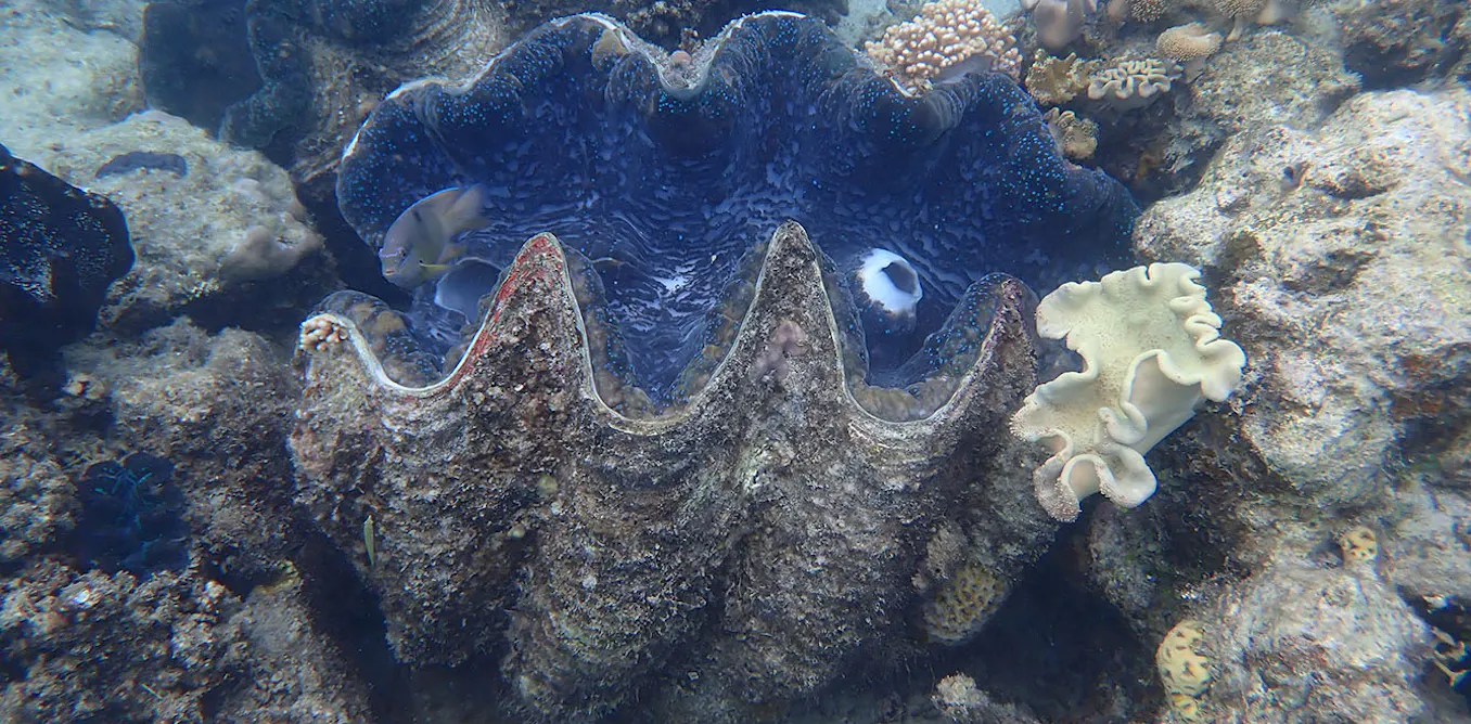 Giant Clam's Ancient Diary Reveals Great Barrier Reef's Pre-Warming Climate Secrets