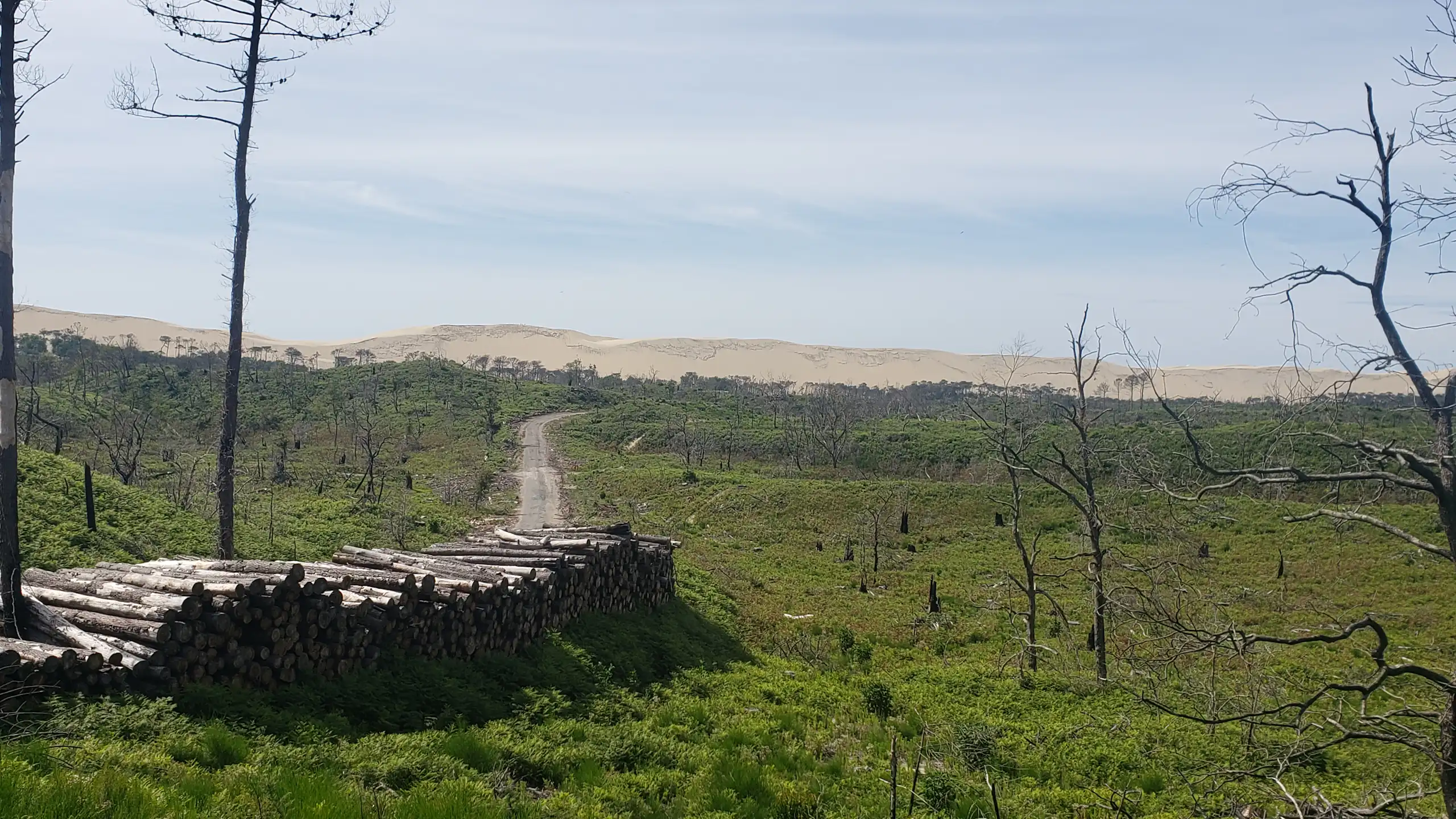 Vue du site, des rondins de bois et des arbres sans feuille au premier plan.