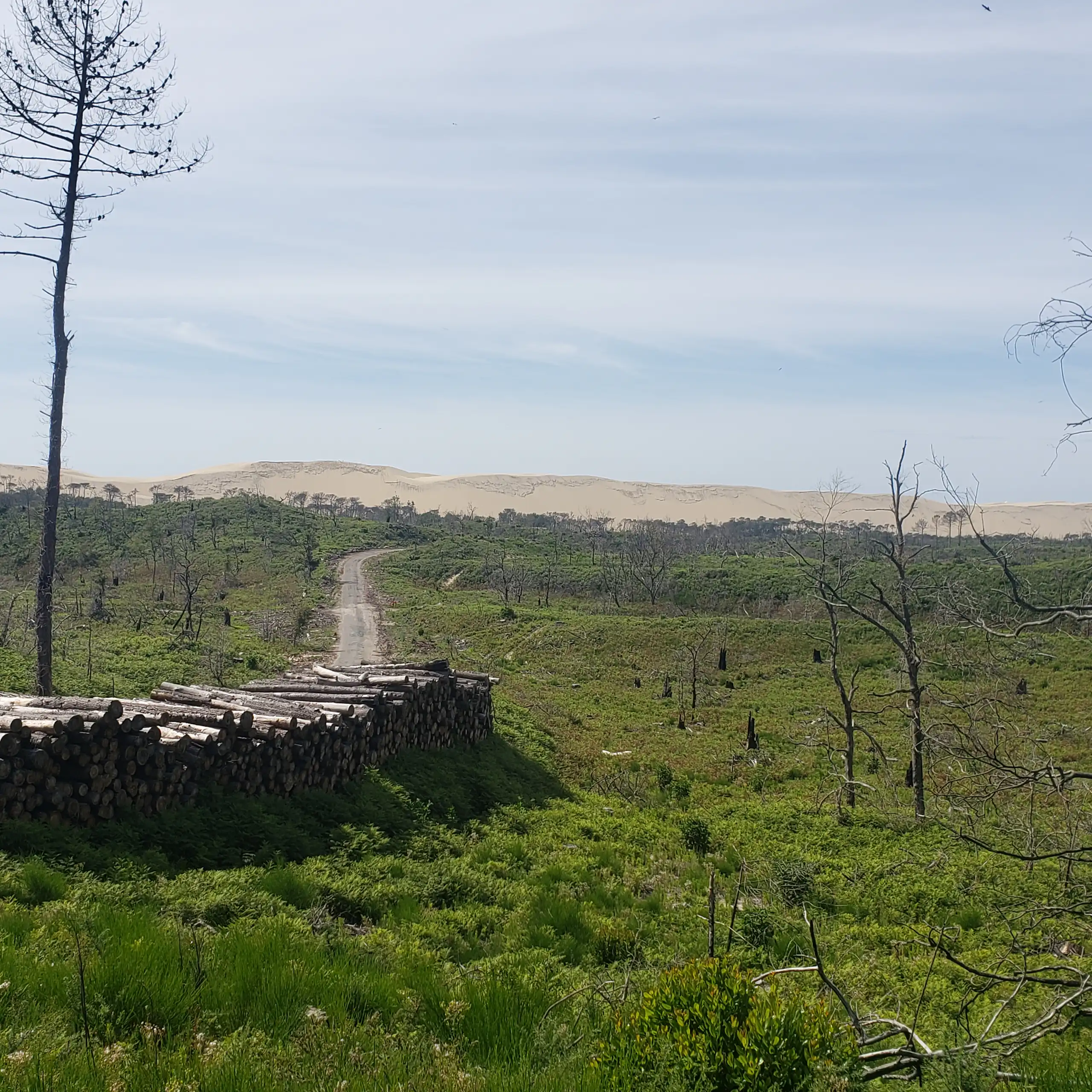 Vue du site, des rondins de bois et des arbres sans feuille au premier plan.