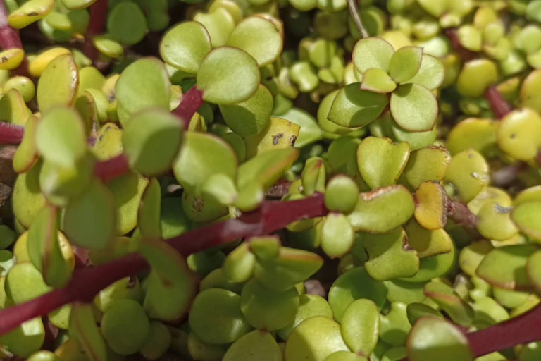 A close up of small, fleshy green leaves on thin branches.