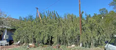 A very tall and leafy hedge of spekboom plants in a row