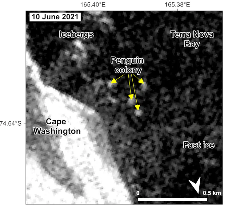 Emperor penguin colonies in Sentinel-1 SAR imagery during winter. This image shows the Cape Washington colony.