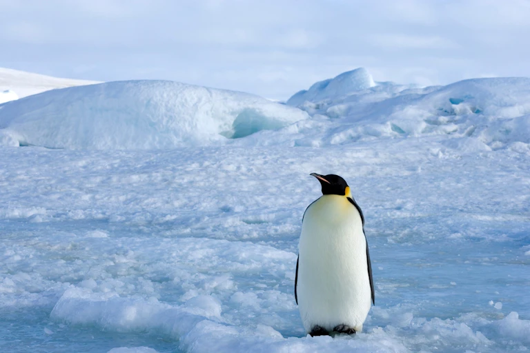 An emperor penguin in the Antarctic.