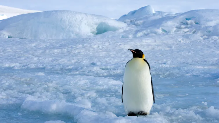 An emperor penguin in the Antarctic.