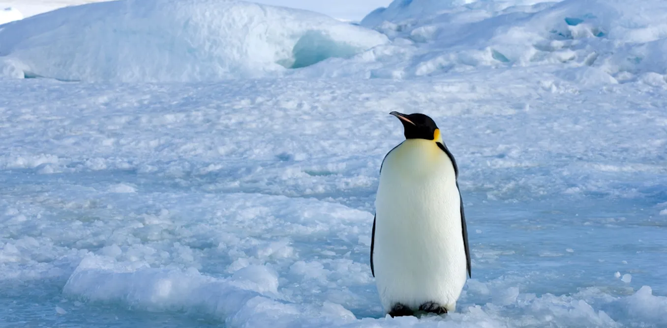 Using a radar satellite to track emperor penguins in winter is changing our understanding of the species Using a radar satellite to track emperor penguins in winter is changing our understanding of the species