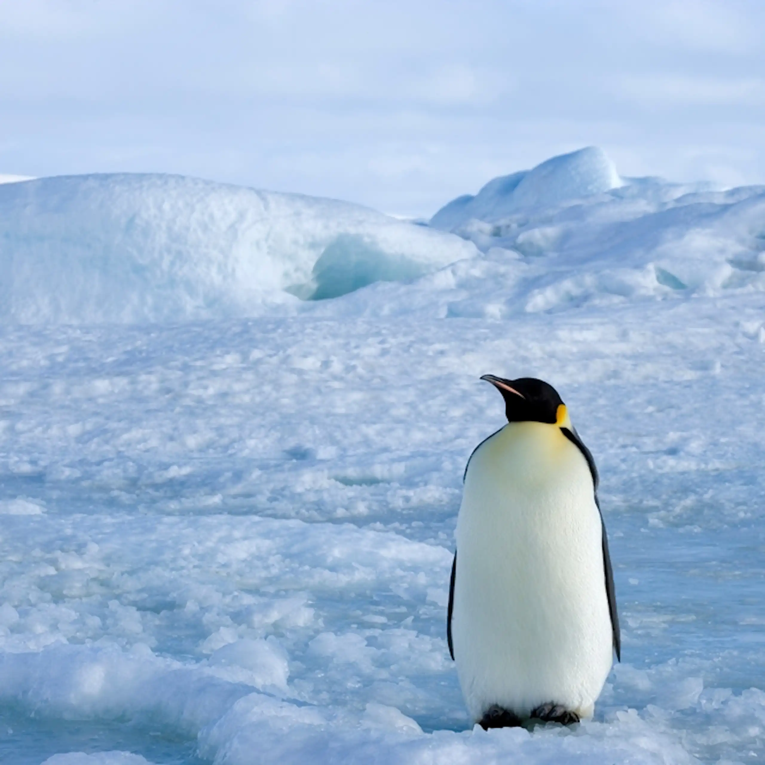 An emperor penguin in the Antarctic.