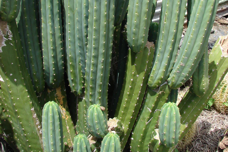 A tall cactus with several 'arms' growing in the wild.