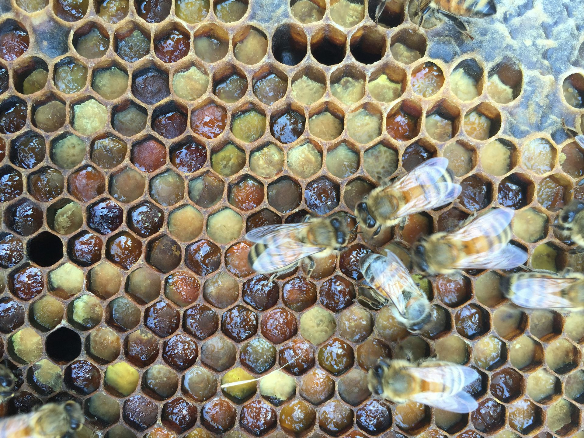 Honey bee hives have ‘living immune systems’ which defend against disease