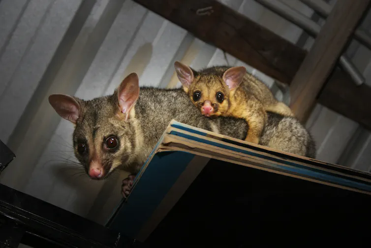 A mother and baby possum hiding in the roof of a shed.