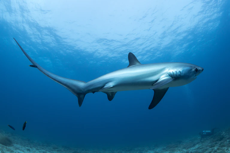 Big shark in sea with huge tail, blue water