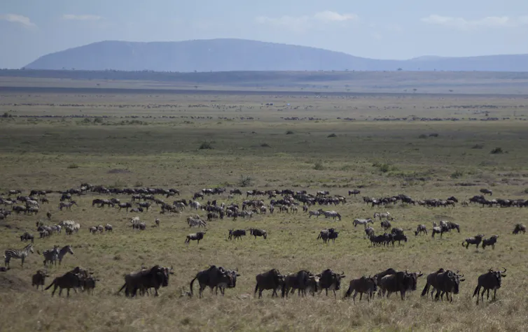 a herd of Wildebeest roaming a grassland area