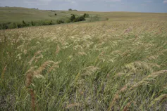 Grasslands blow in the wind