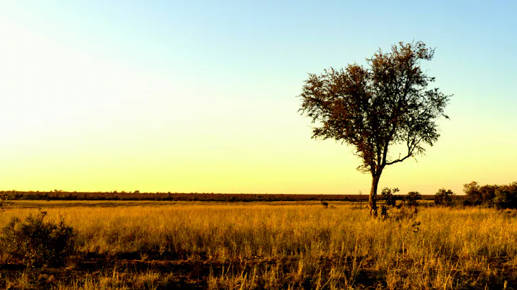 a lone tree in a grassland area illuminated by dawn sunlight
