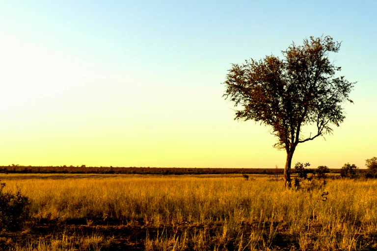 a lone tree in a grassland area illuminated by dawn sunlight