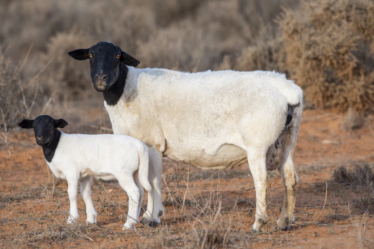 A dorper sheep and dorper lamb