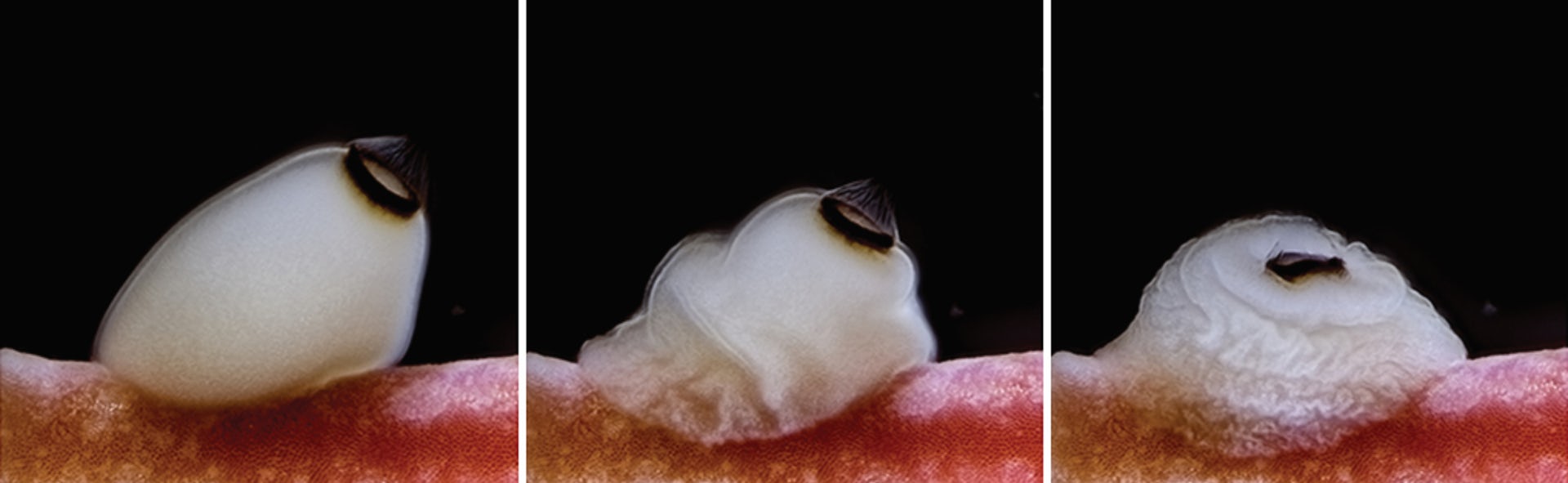 How brainless sea sponges use sunset as a cue
to prepare for metamorphosis