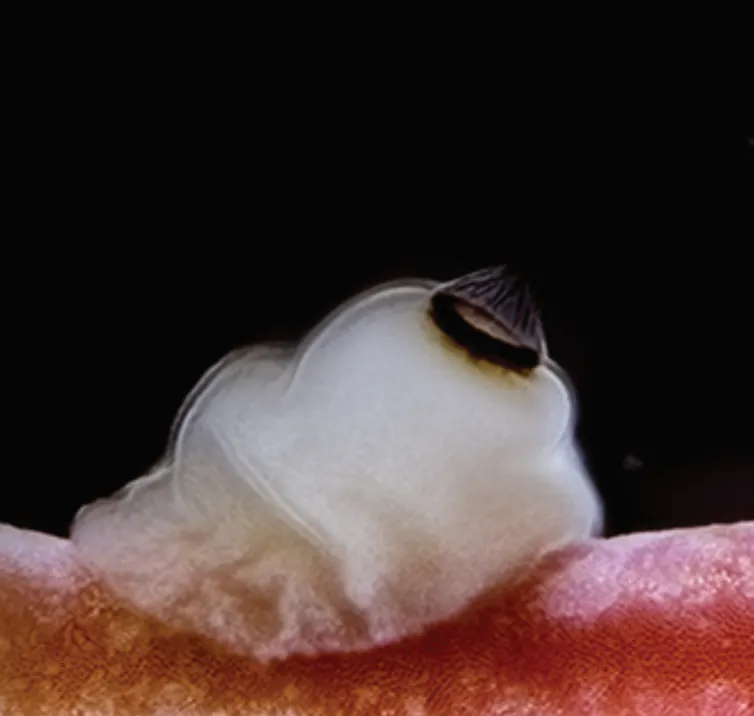 Triptich of photos of a slowly decaying blob
