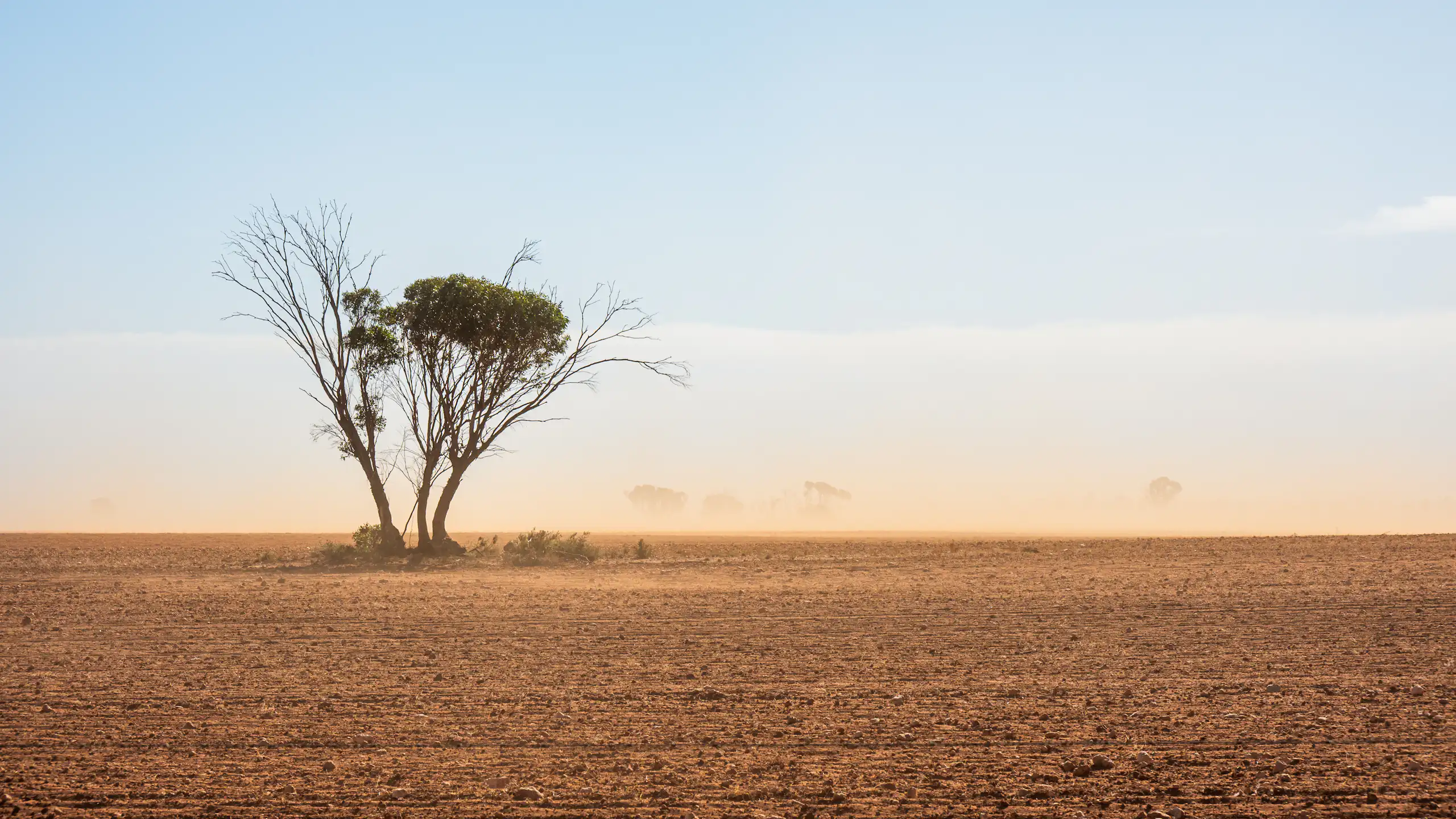A dry flat dusty paddock with a solitary small tree.