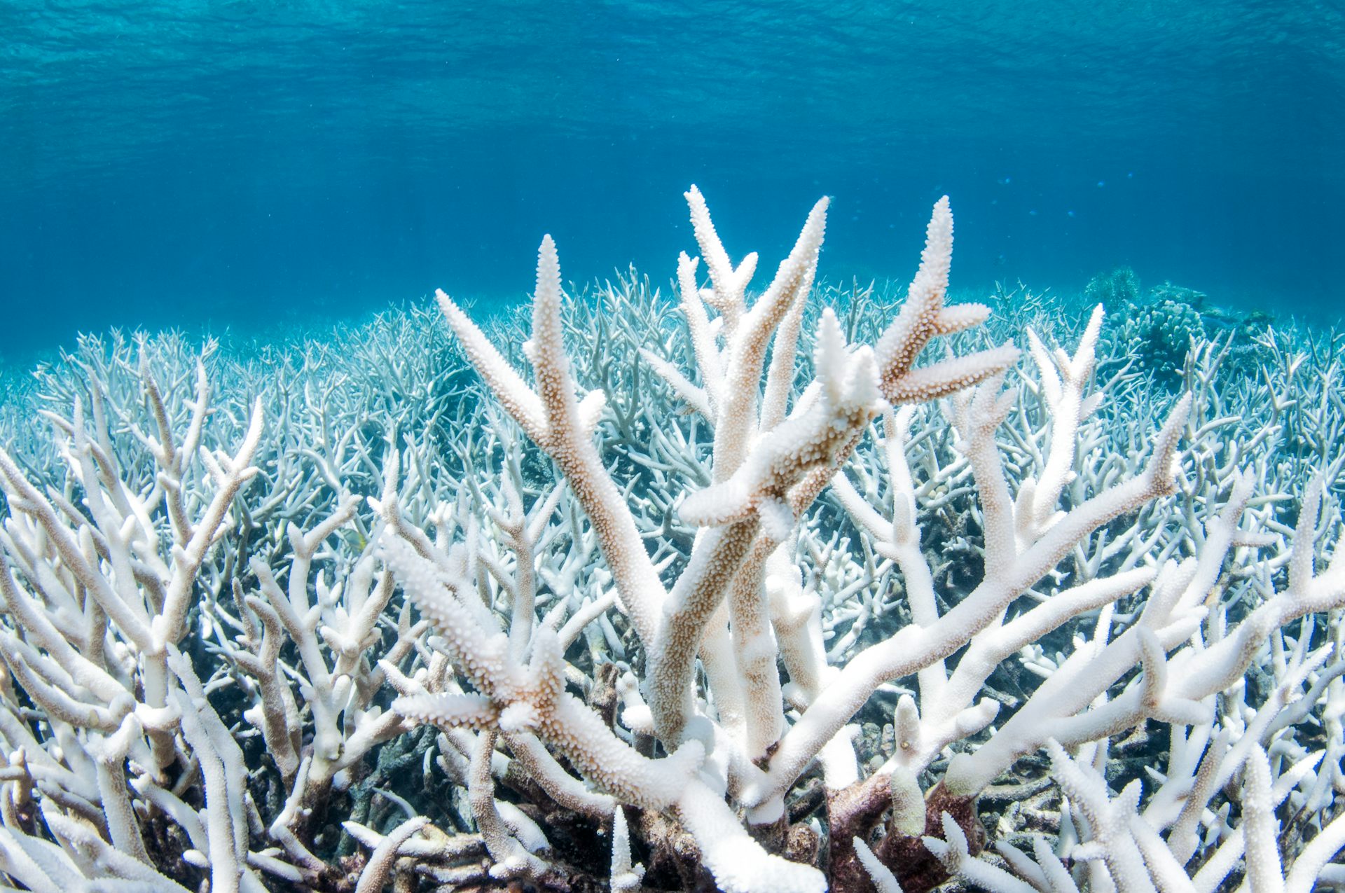 White bleached coral in a blue sea.