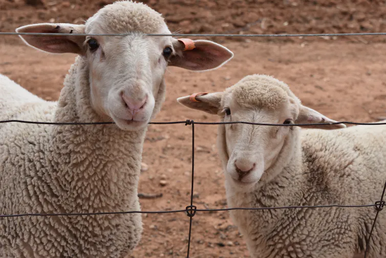 Sheep look through a fence.