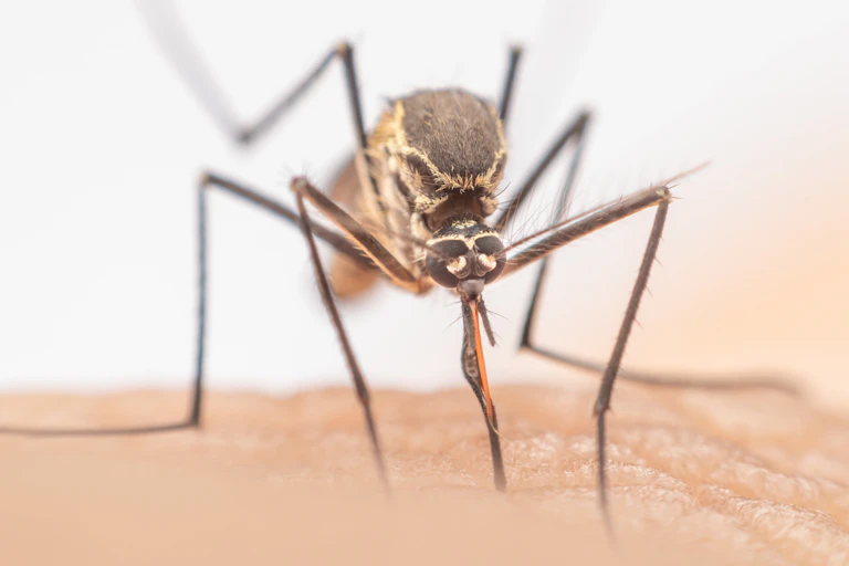 Extreme macro shot of Aedes mosquito biting human skin to suck blood.