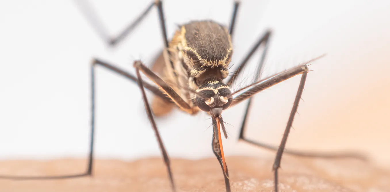 A mosquito that can transmit Zika has bred in London – but that doesn’t mean the virus is spreading in people there A mosquito that can transmit Zika has bred in London – but that doesn’t mean the virus is spreading in people there