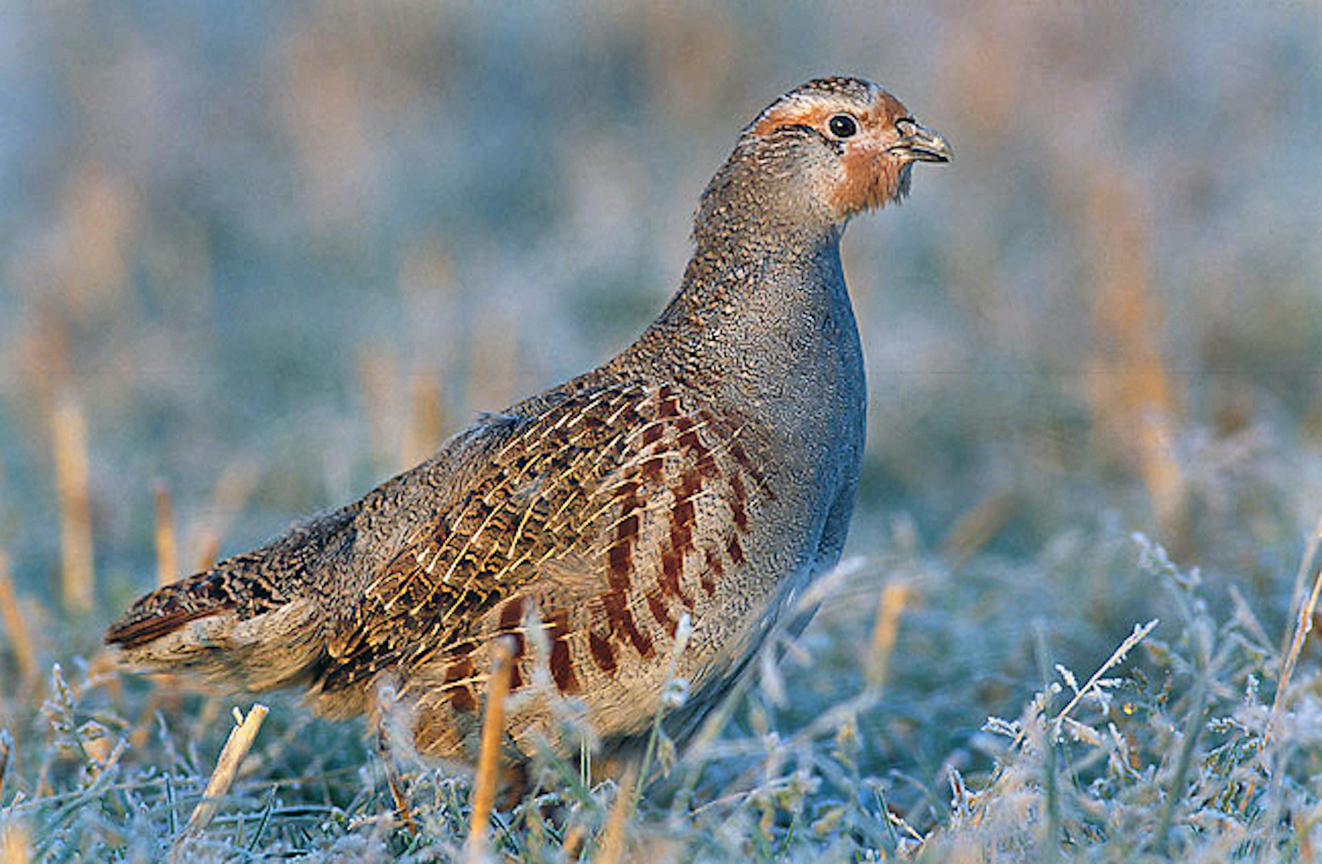 Une perdrix grise (Perdix perdix)