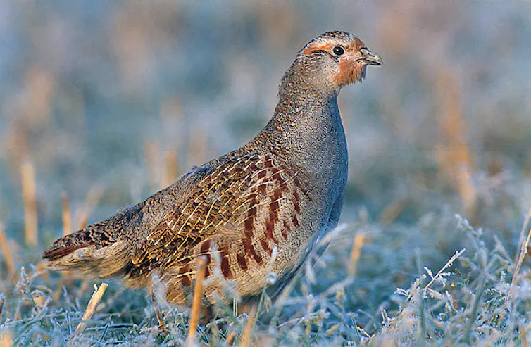 Une perdrix grise (Perdix perdix)