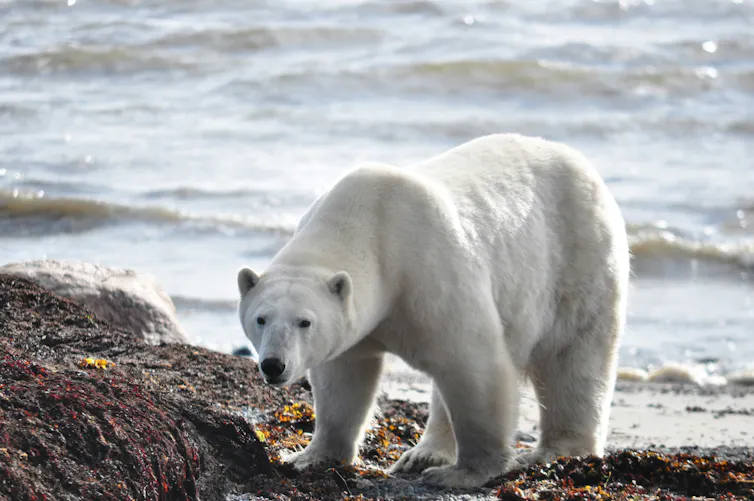 polar bear on a beach