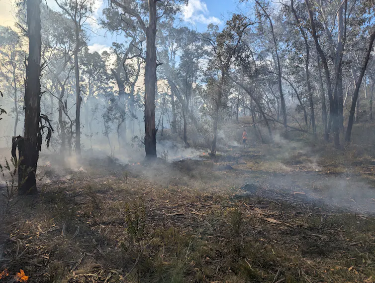 Photo of smoke drifting through sparse woodland