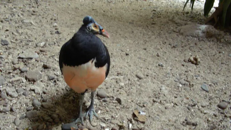 burung maleo merupakan salah satu burung khas Sulawesi