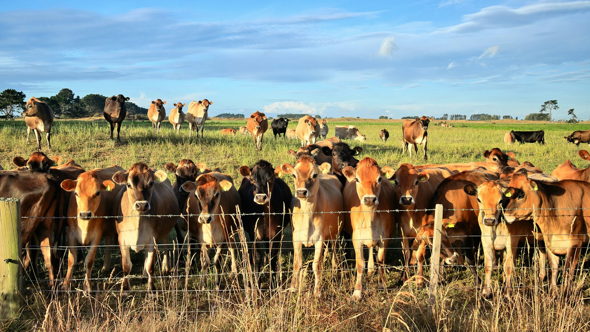 Can what we feed farm animals directly benefit our own health? Our research suggests it can