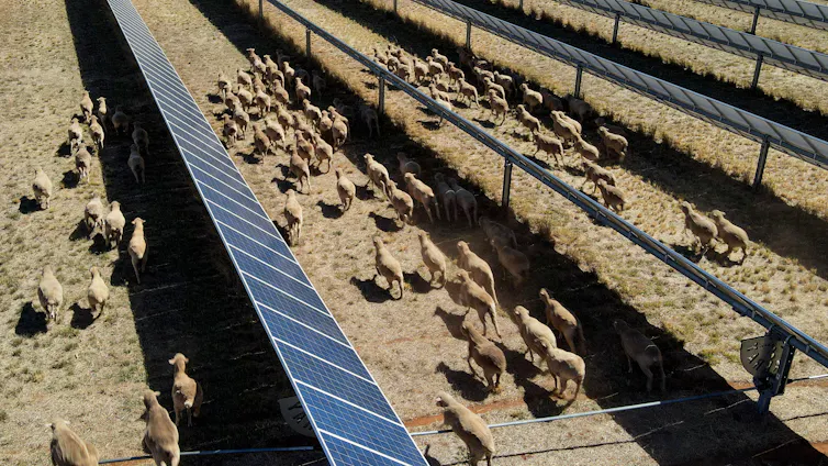 farm with solar panels and sheep running through them.