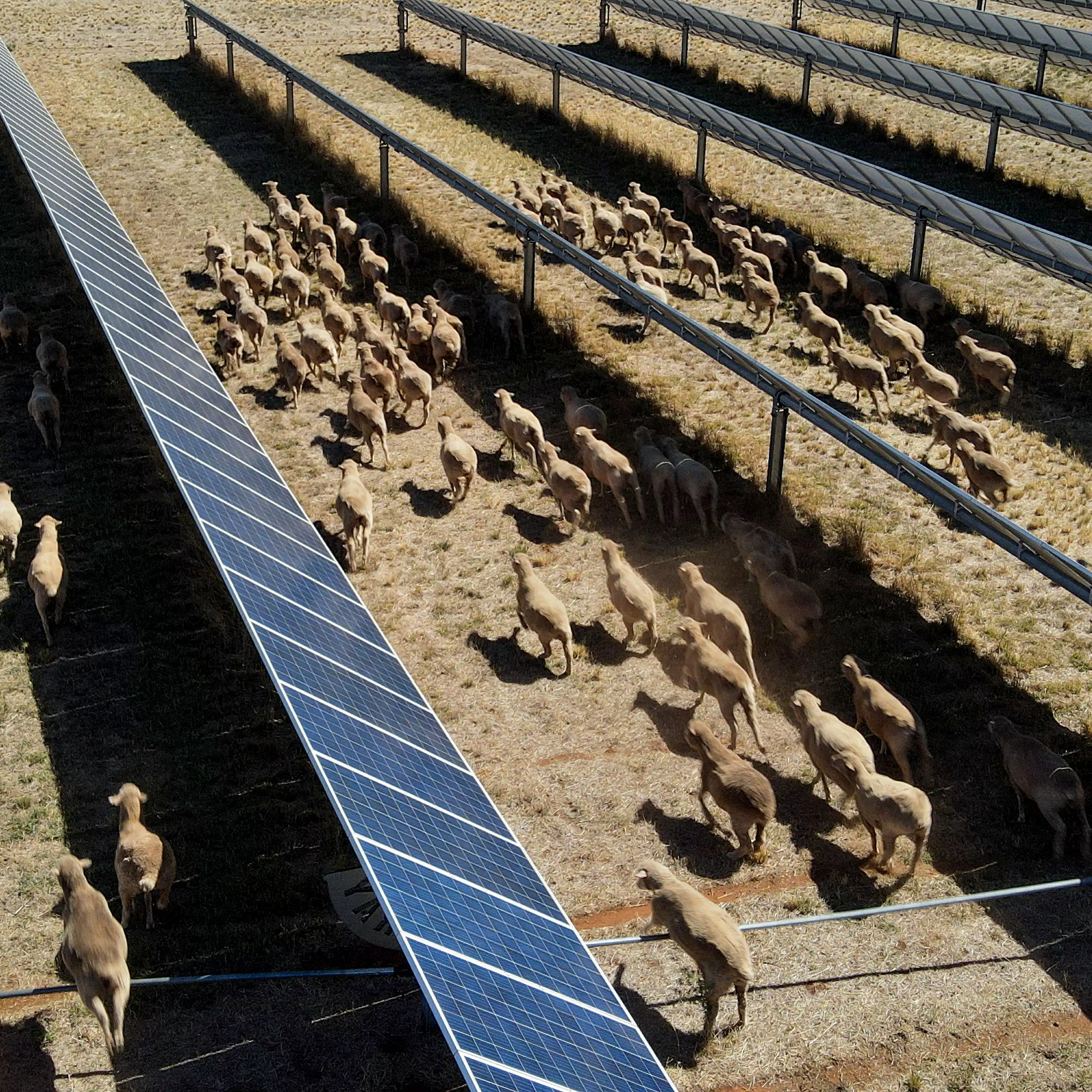 farm with solar panels and sheep running through them.
