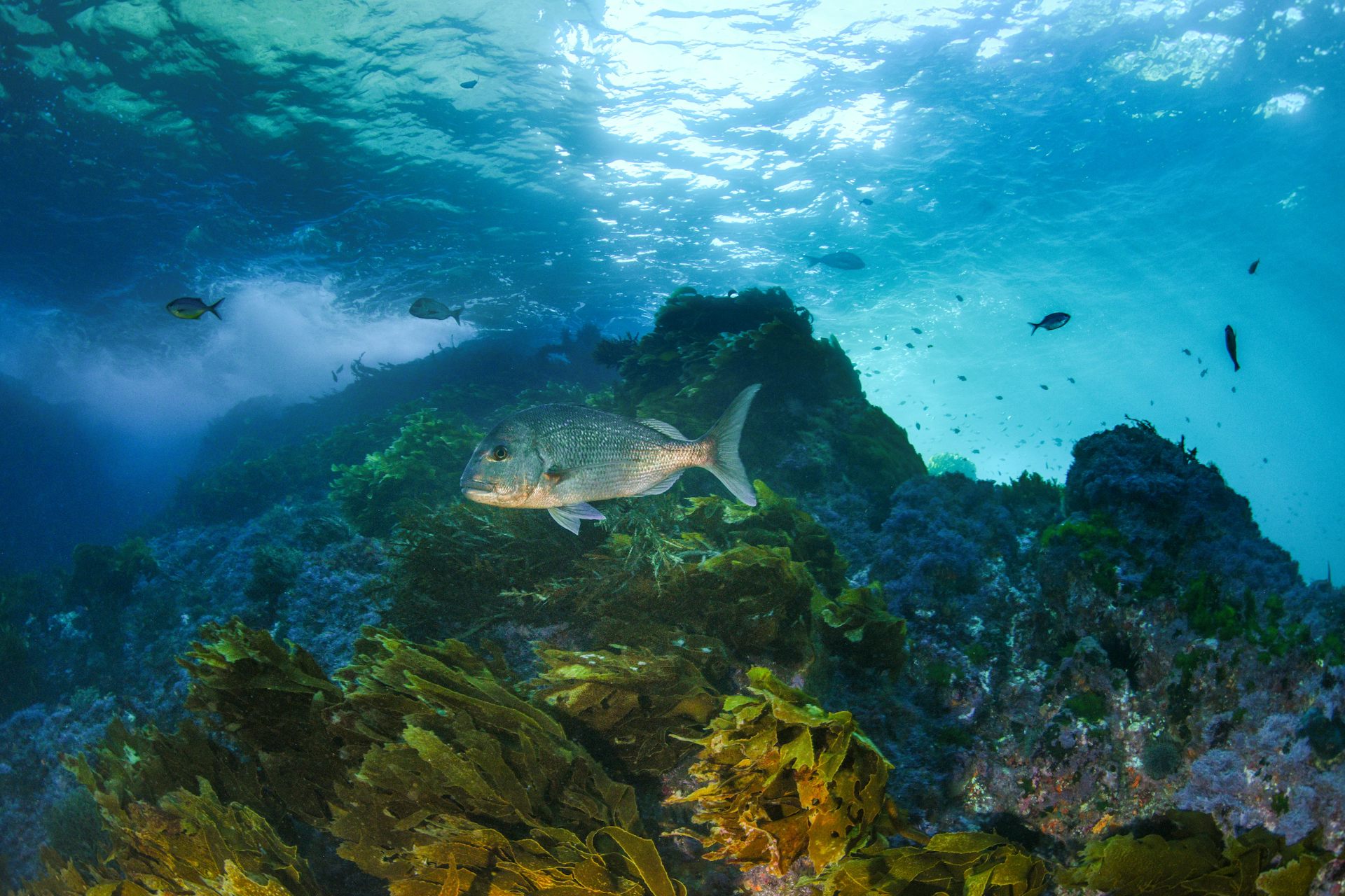 A large snapper swims through a reef.