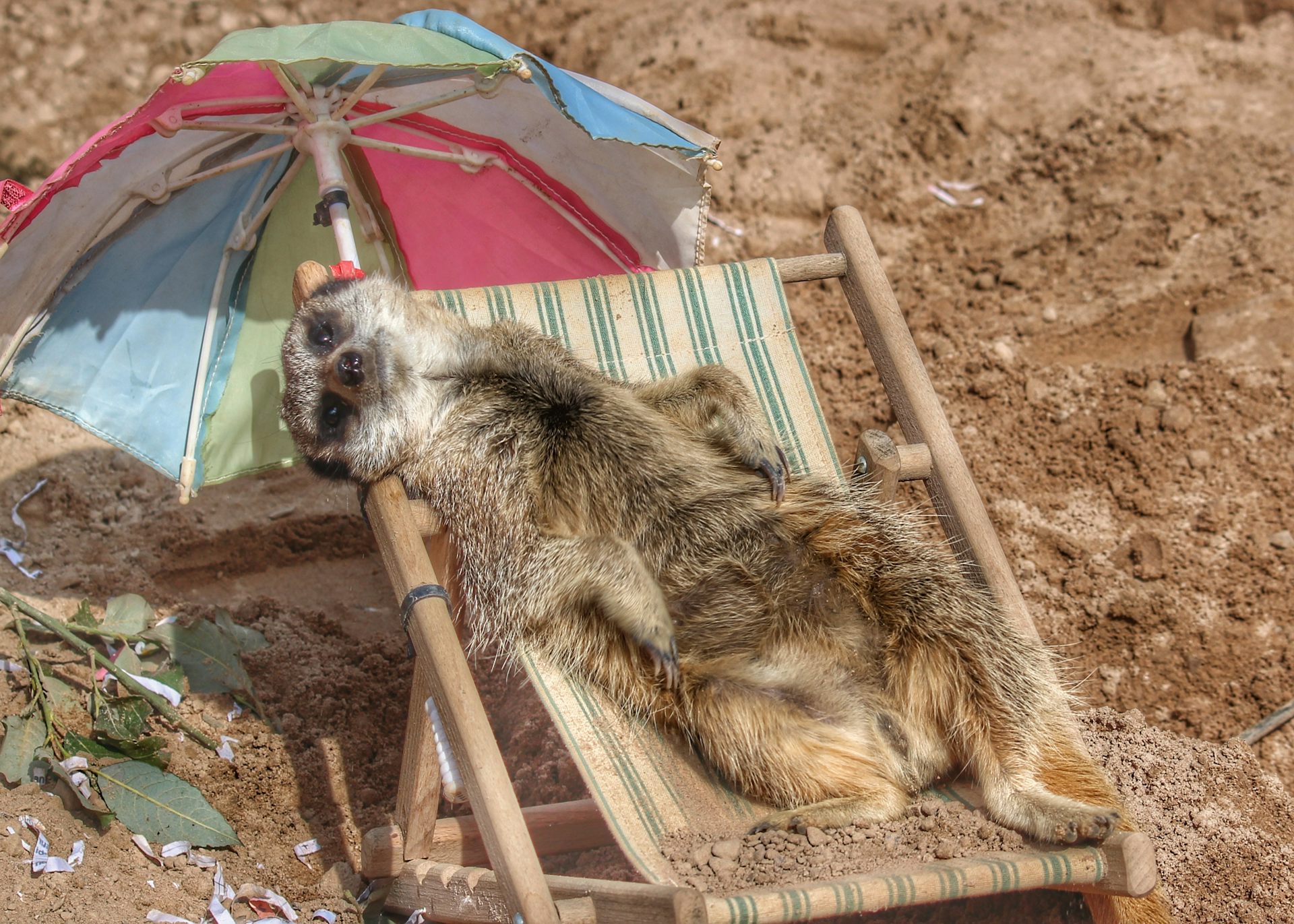 Meerkat lounges on deckchair with parasol