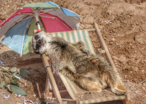 Meerkat lounges on deckchair with parasol