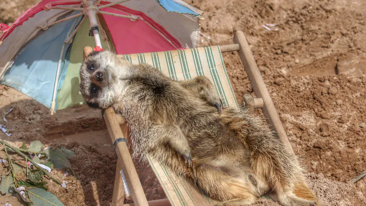 Meerkat lounges on deckchair with parasol