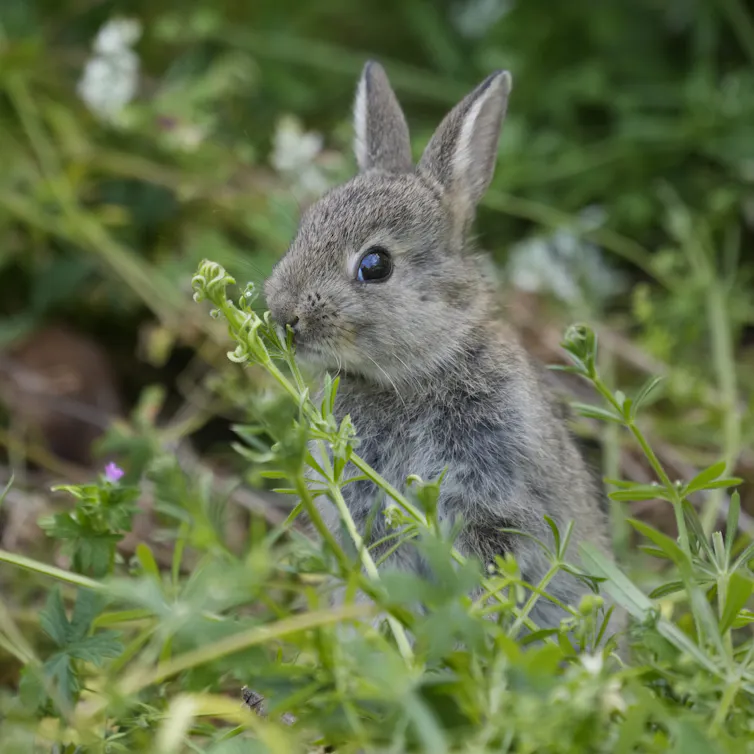 A baby rabbit eating a weed