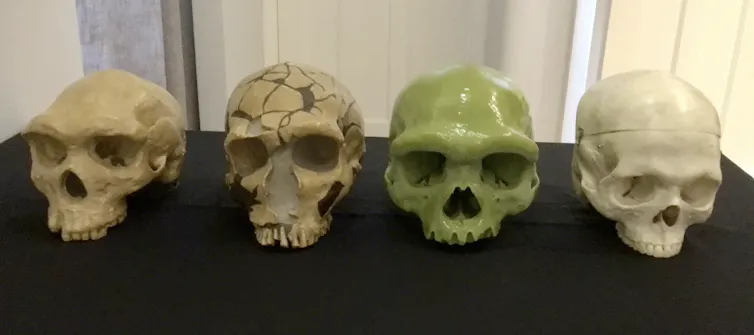 a row of skulls of different human species