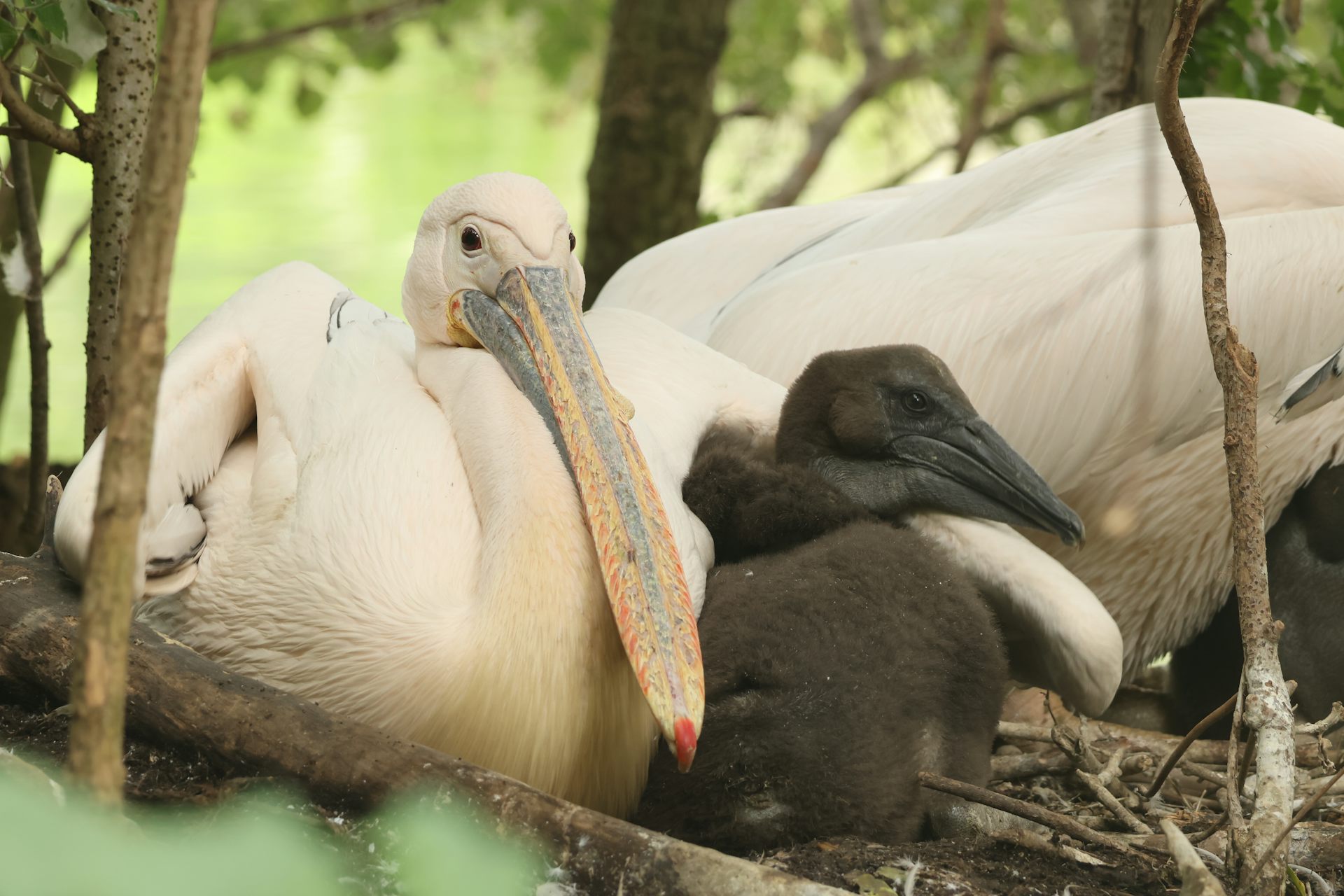 How ‘positive’ stress could improve the welfare of zoo animals