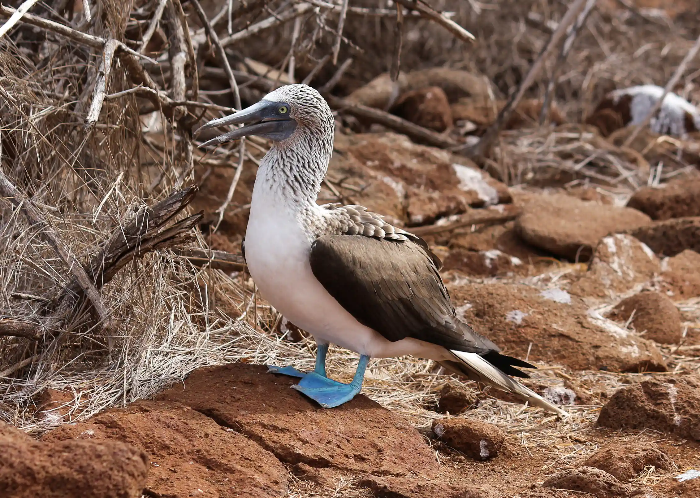 A bird with blue feet stands on a rock.