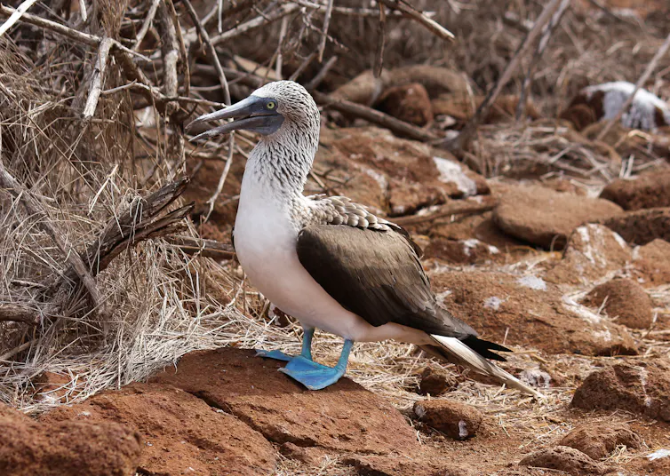 A bird with blue feet stands on a rock.
