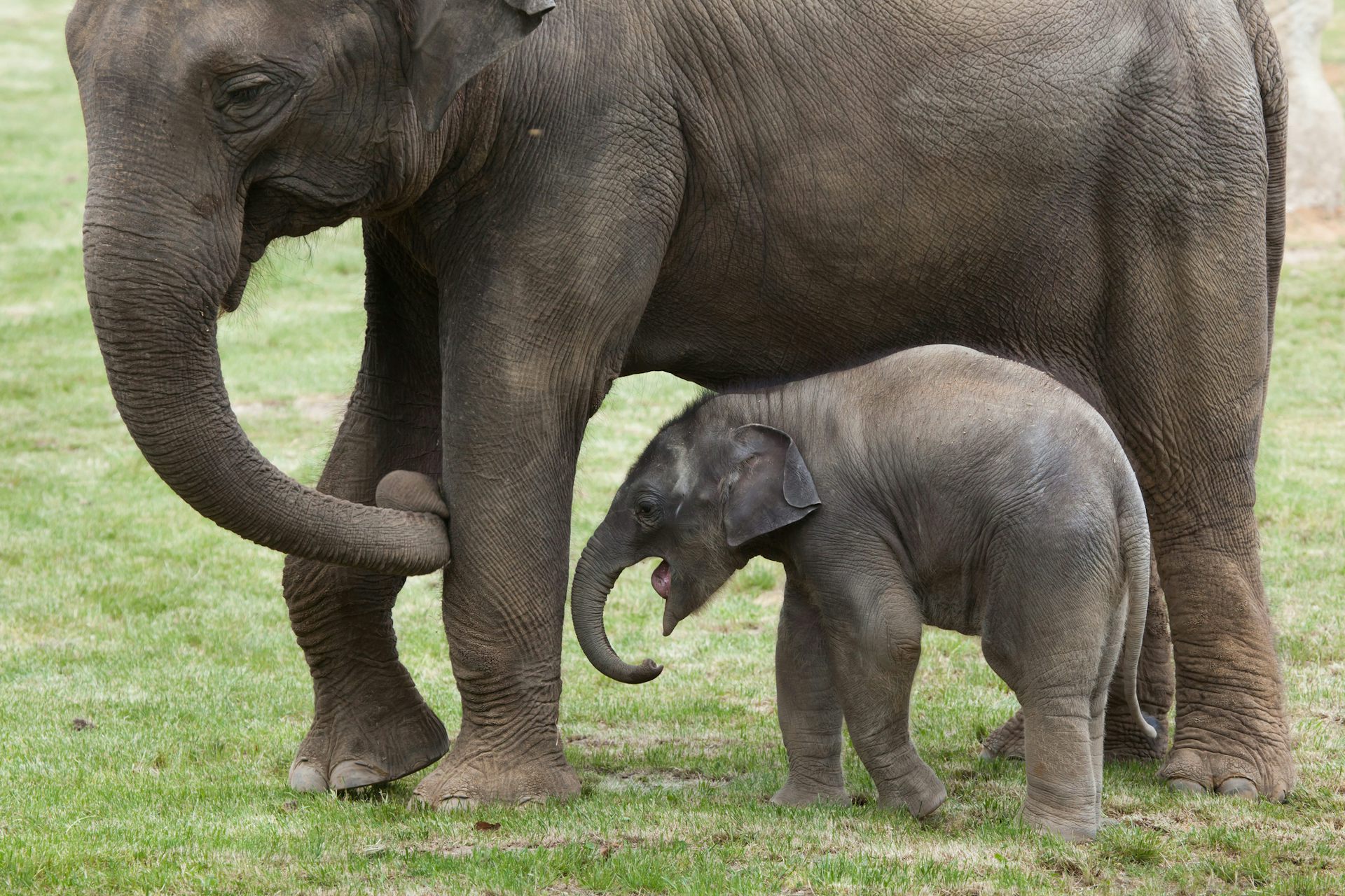 An Indian elephant calf with its mother, walking on grass.