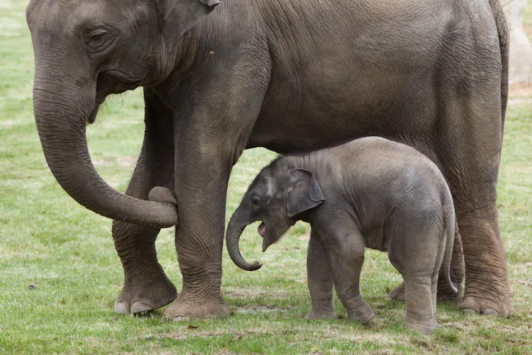 An Indian elephant calf with its mother, walking on grass.