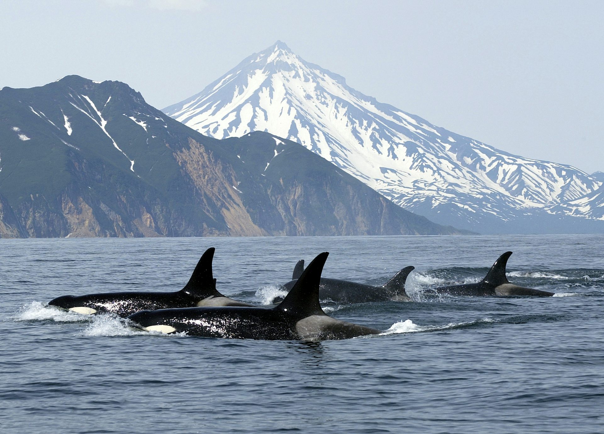 Weeping whales: why one humpback whale mother stayed beside her dead newborn