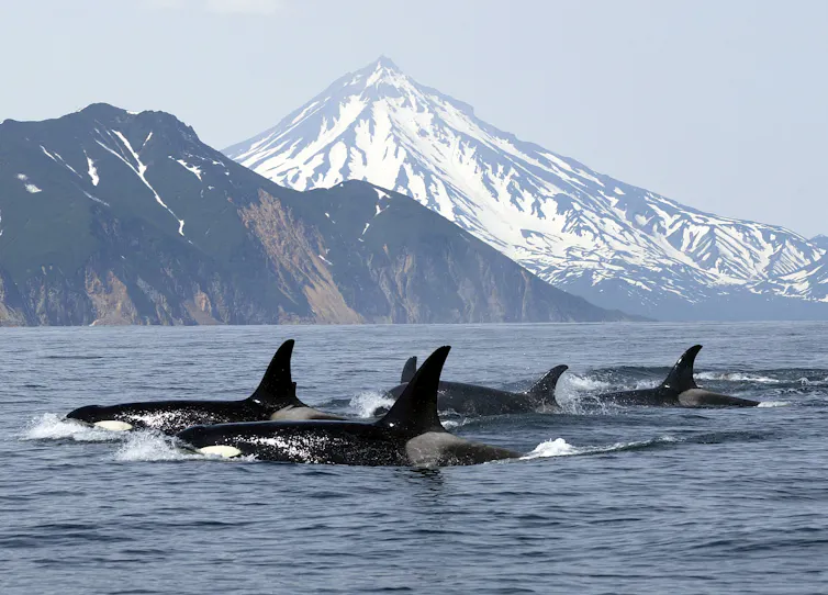Several wild killer whales swim in the ocean, with snow-capped mountains in the background.